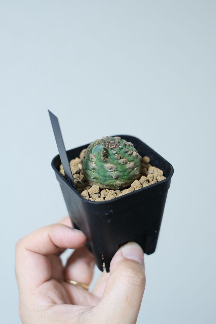 シンメトリカ鉄甲 シンメトリカ鉄甲