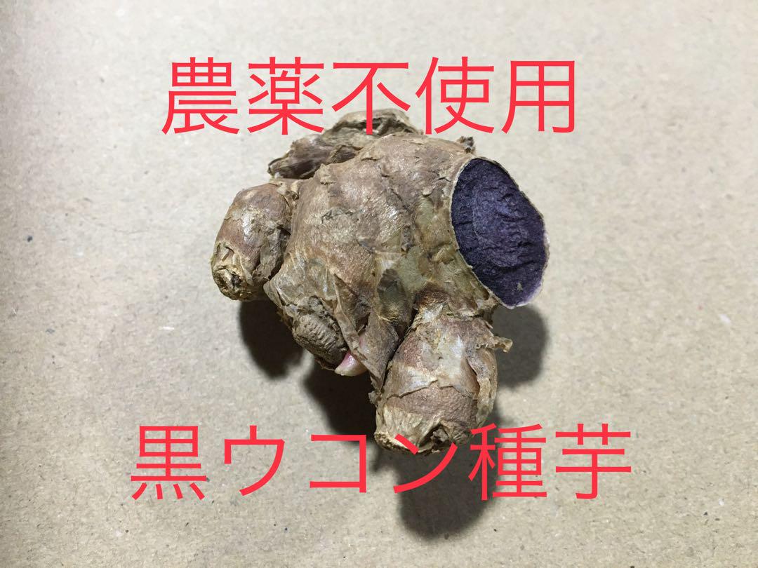 ◎在庫限り◎自然栽培◎貴重な黒ウコン◎芽出し種芋10個◎ブラックジンジャー◎種芋 ◎在庫限り◎自然栽培◎貴重な黒ウコン◎芽出し種芋10個