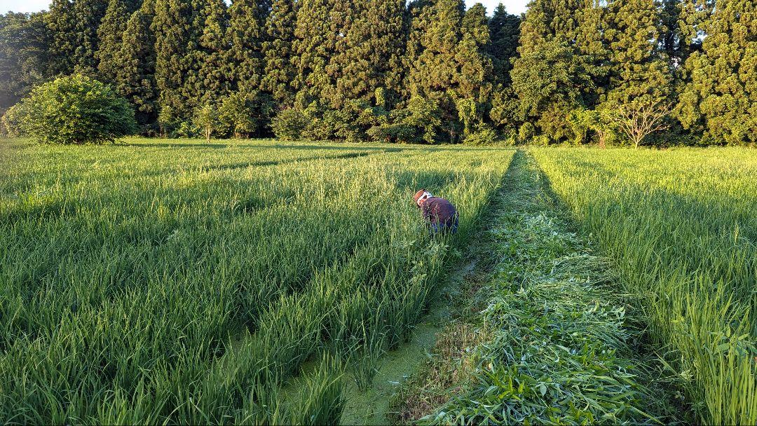 まつばぼたん 令和6年山形県産 肥料・農薬不使用 ササニシキ 玄米25kg