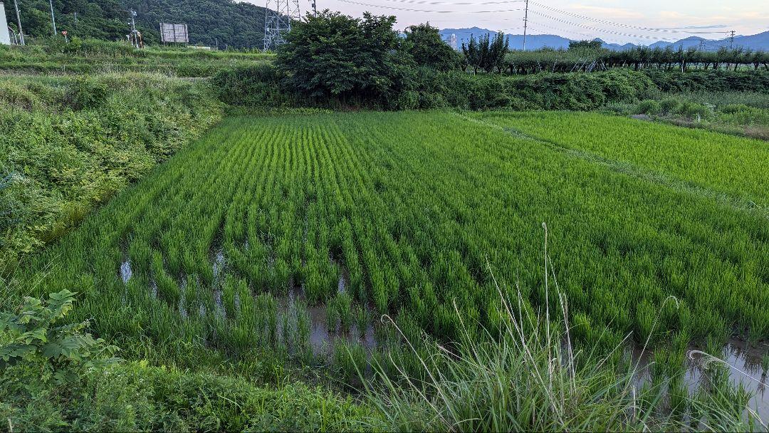 まつばぼたん 令和6年山形県産 肥料・農薬不使用 ササニシキ 玄米25kg