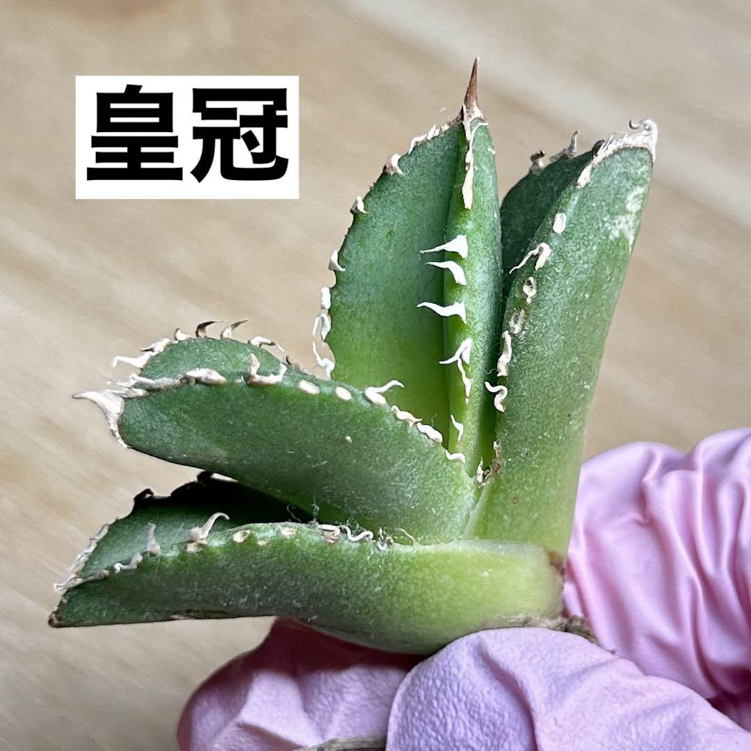 図鑑 – アガベ チタノタ 皇冠(クラウン) – 品種紹介 | アガベ