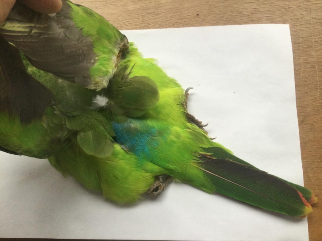 パロットコンプリートスキン/Red winged Parrot