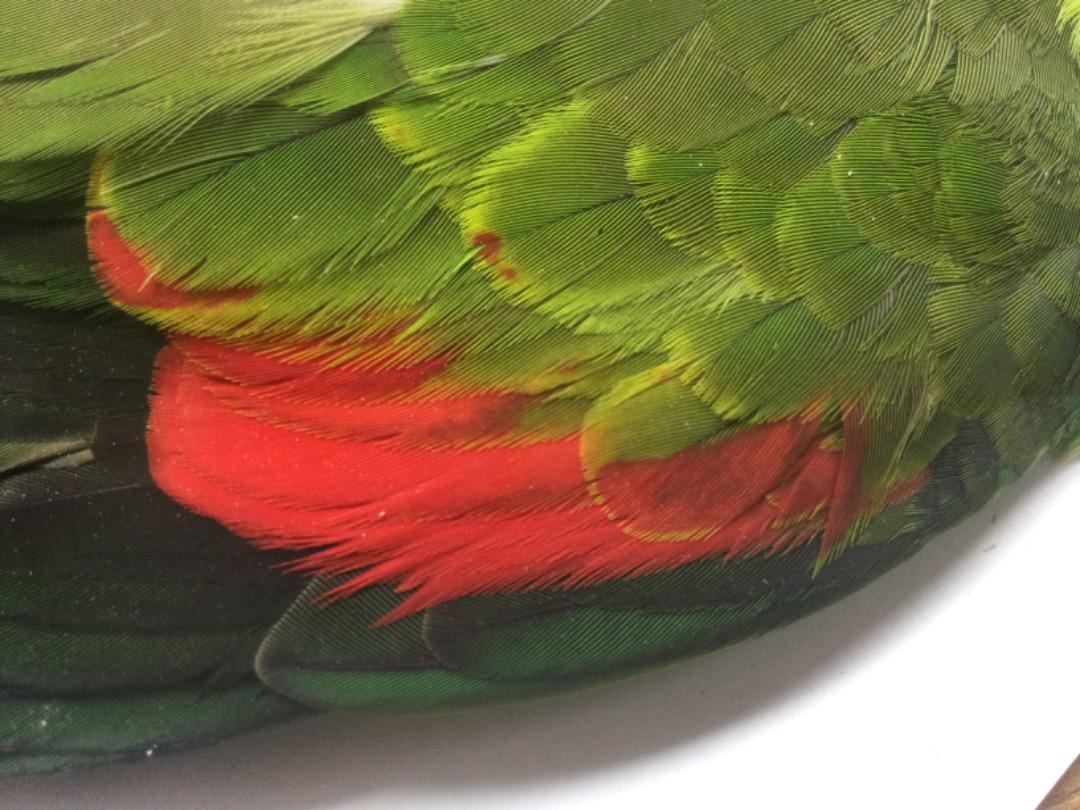 パロットコンプリートスキン/Red winged Parrot