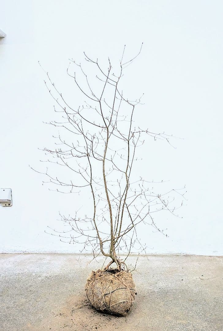 縁起もの。。根上りの天然ドウダンツツジ。