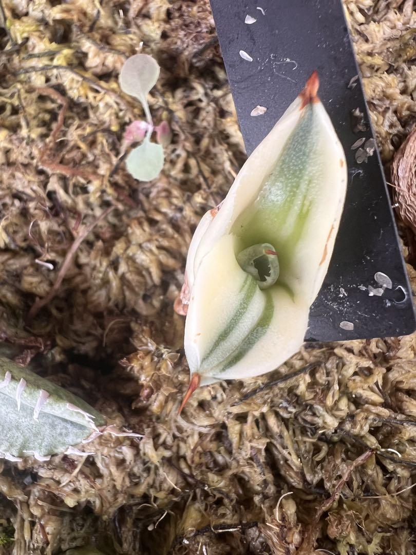 アガベ パリートランカータ オリザバ orizaba 発根済み美株