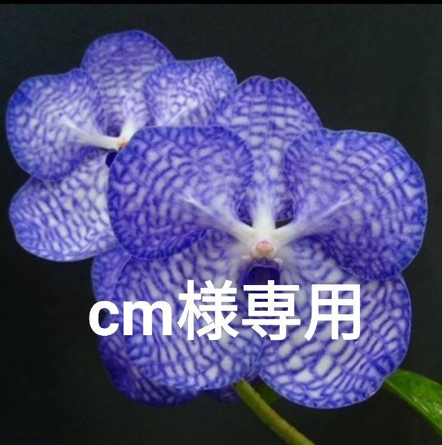 洋蘭 バンダ V.Chule Sapphire 8