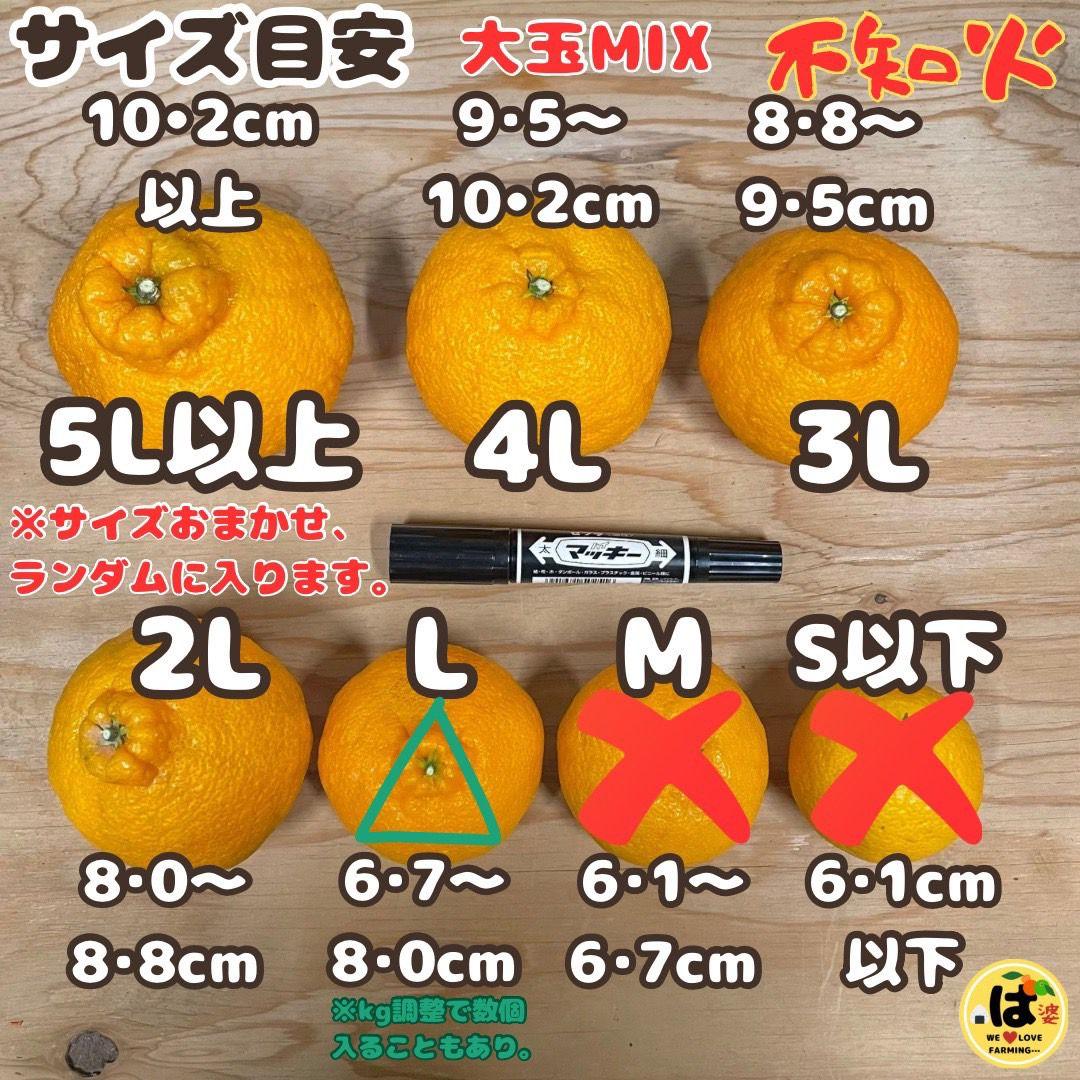 ハウス M16 不知火 大玉MIX10kg箱［デコポン]※食べ頃は写真要