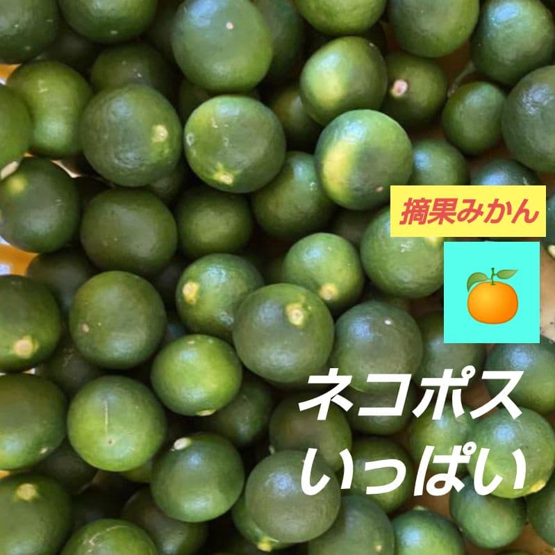 激安直営店 摘果みかん ネコポスいっぱい nelap.in