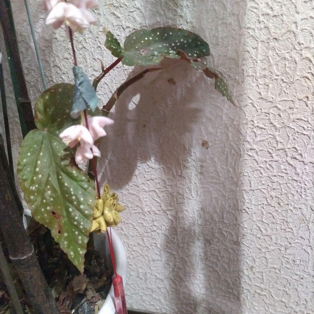 卍 桜飾り