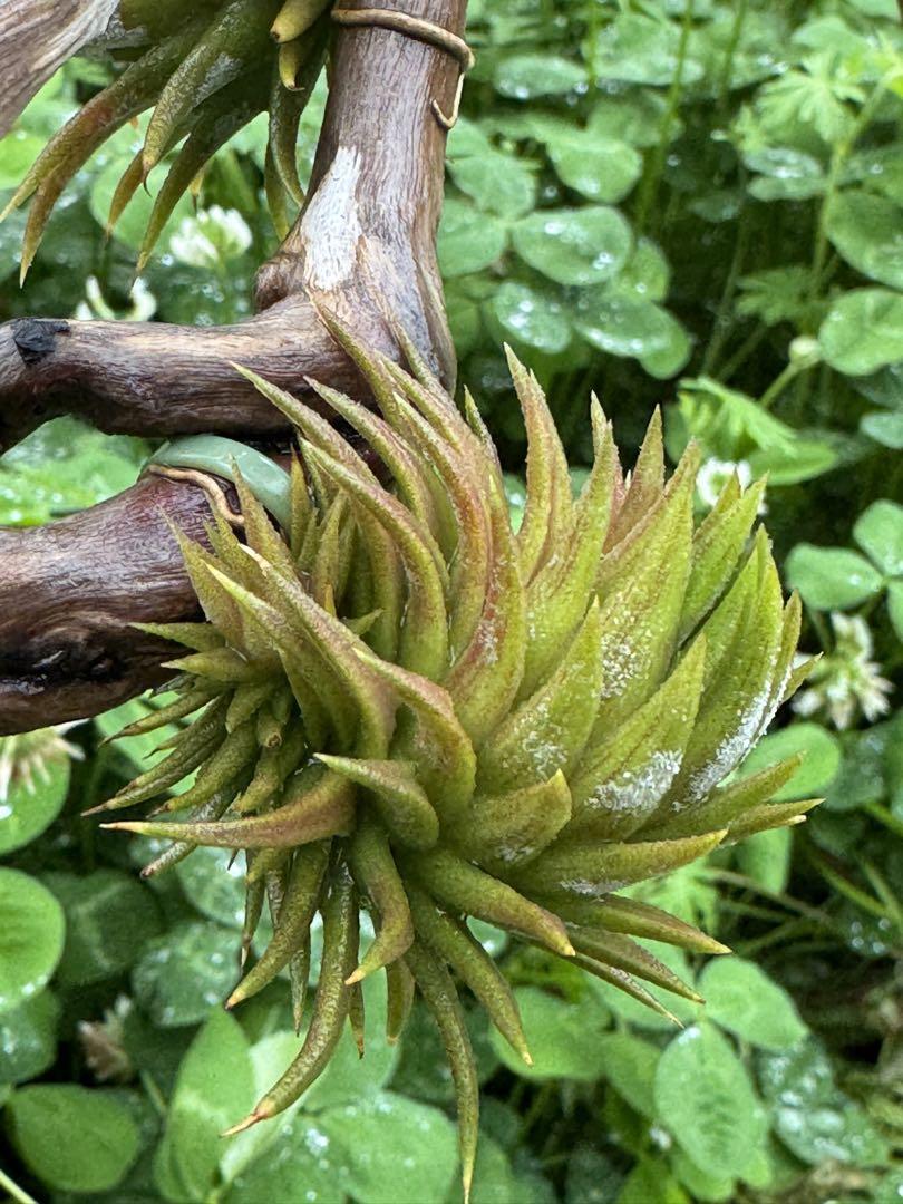 Vanhyningii minor × Apretado RFI速達発送