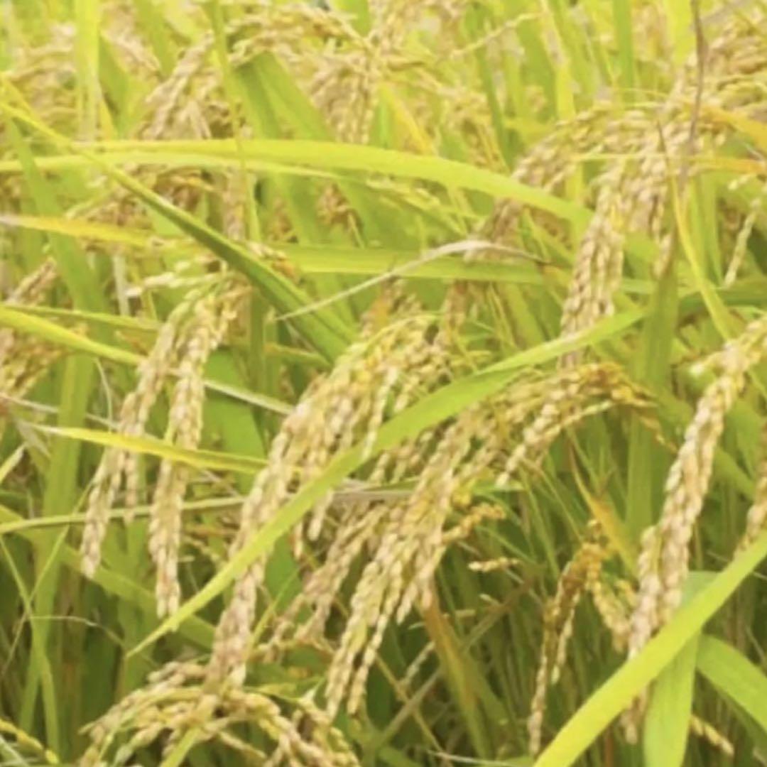 無農薬米　20キロ