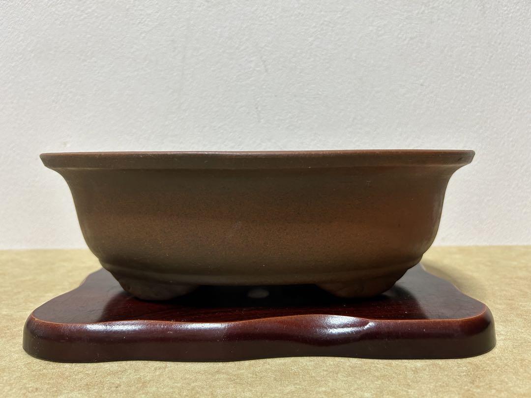 銭号 盆栽鉢 小品盆栽 山野草