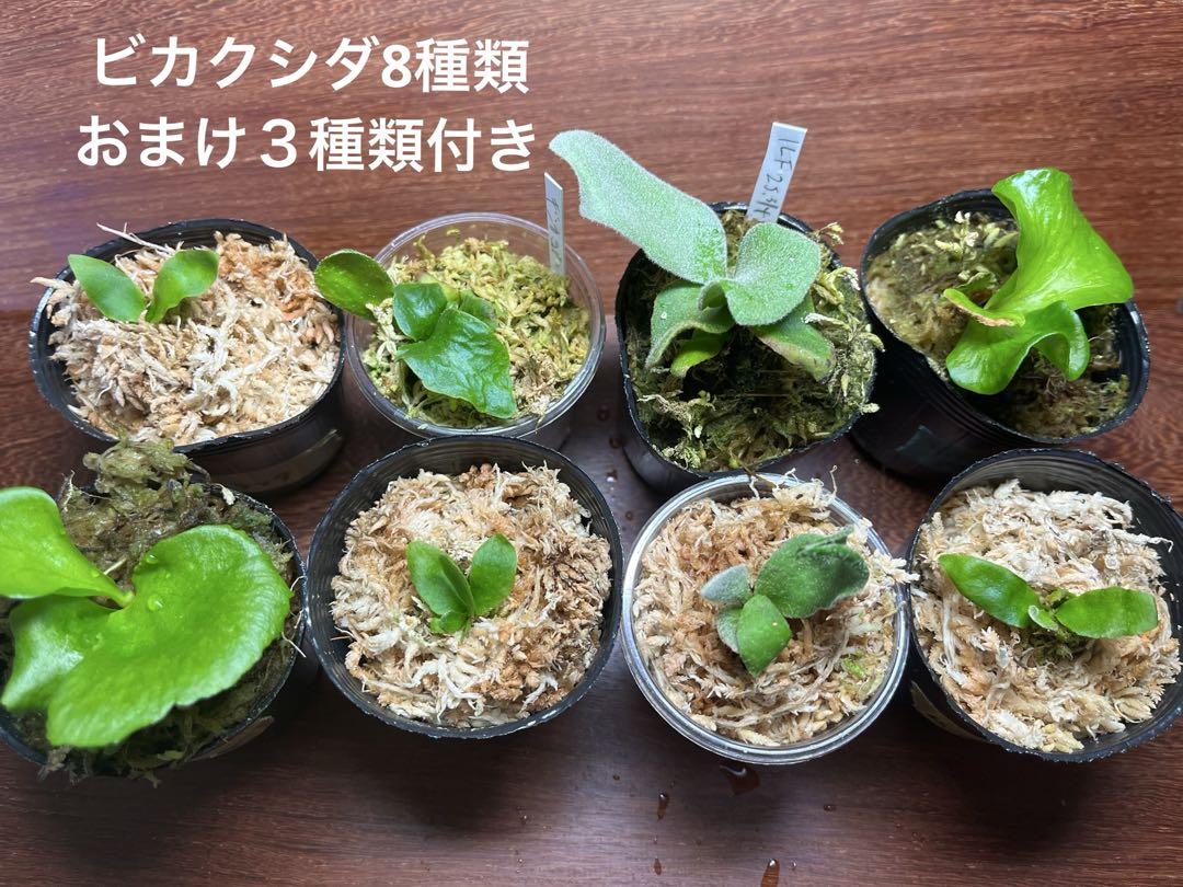 ビカクシダ　胞子培養株　8株セット おまけ付き