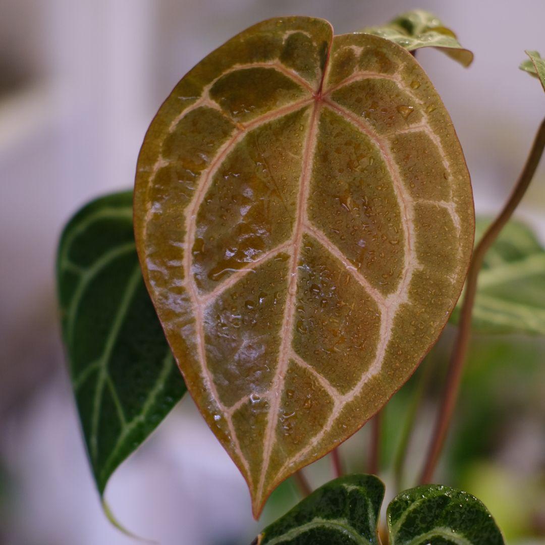 Papillilaminum GunaYala × Zara Michelle♥に近い YUZUMIYA_COM