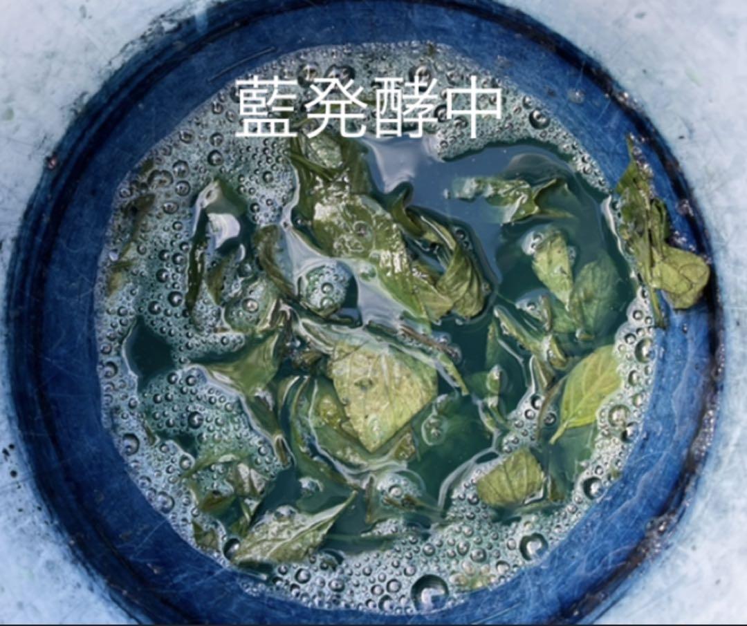 どっとてんてんさん専用です蓼藍の葉　茎付き　幼苗