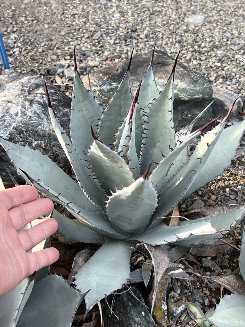 アガベ　屈原の舞扇　地植え　大株