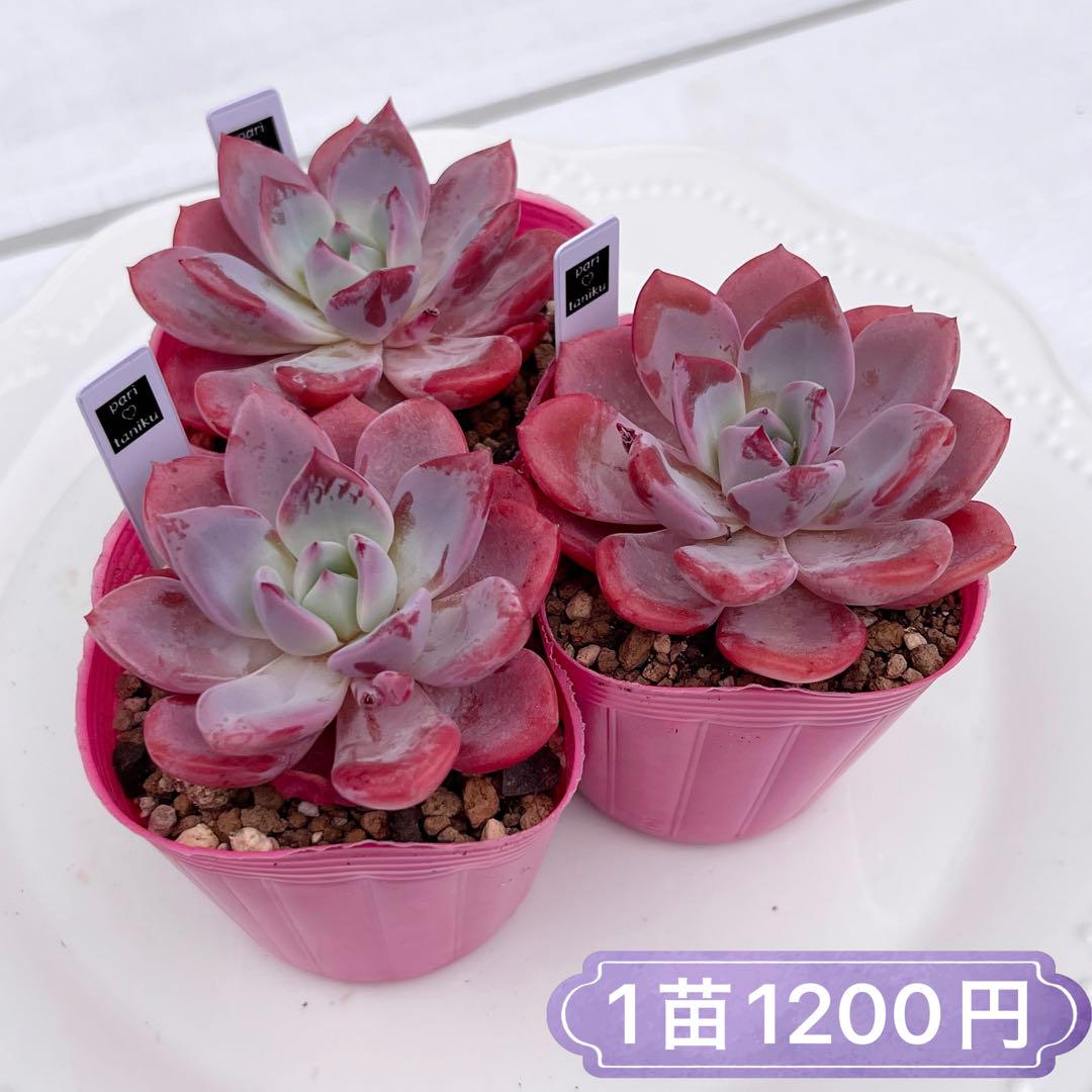 ララ – 多肉植物の通販・販売サイト tawawa