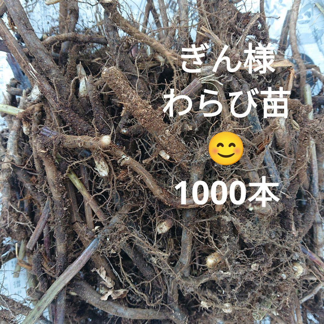 わらび苗