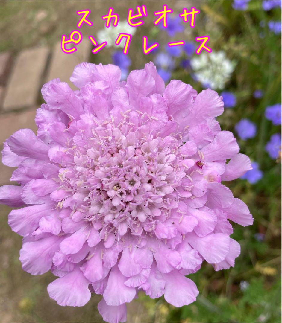 多年草 スカビオサ ピンクレース 種粒 メルカリ