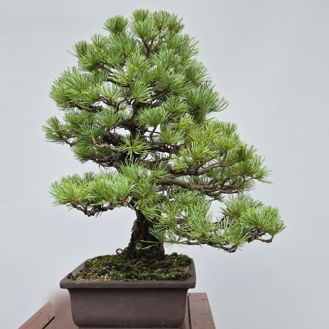 斜幹模様木 中品盆栽やや傷や汚れあり