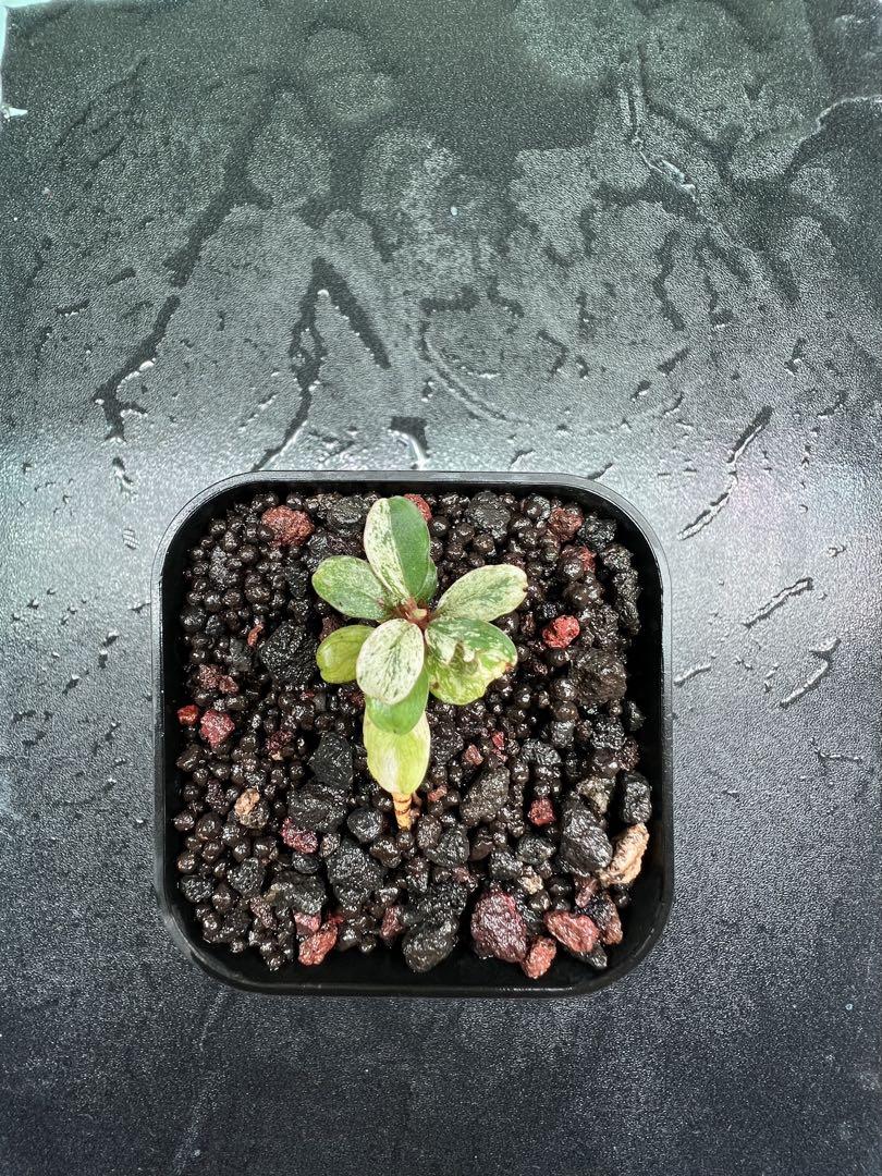 Bucephalandra sp. Varigata