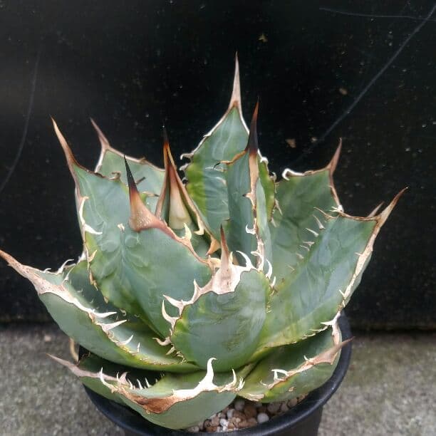 新品本物】 アガベ 大株 チタノタ錦 子株付き 鉢付き宅急便送料込み