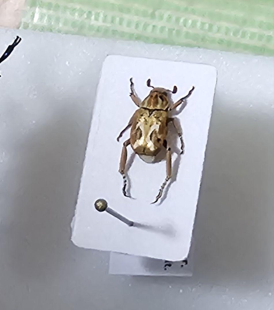 最後の１匹美麗金銀アシナガコガネ昆虫標本虫