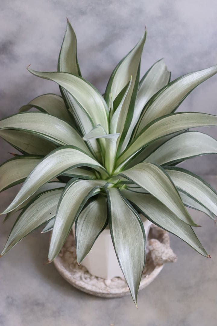 アガベ クイックシルバー観葉植物目立った傷や汚れなし