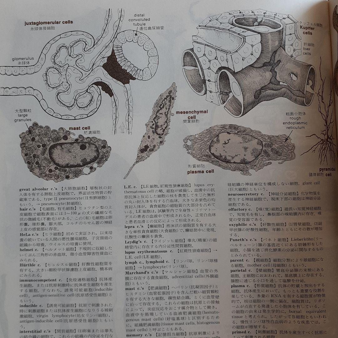 メローニ　図解医学辞典