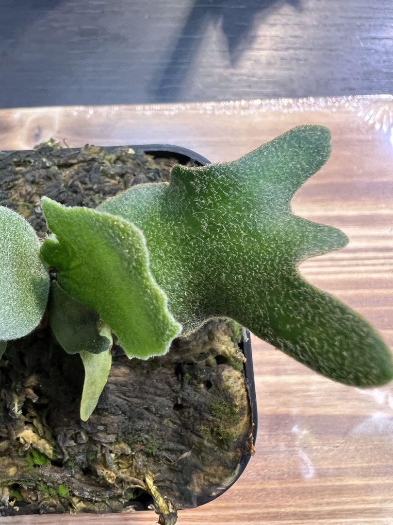 ビカクシダ P.willinckii OMG spore 5 P.willinckii OMG spore | RAINBOW PLANTS