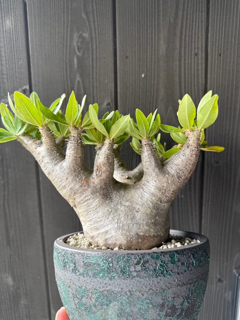 あ*ん様 パキポディウム ブレビカリックス 現地球 発根確認済 塊根植物 コーデ