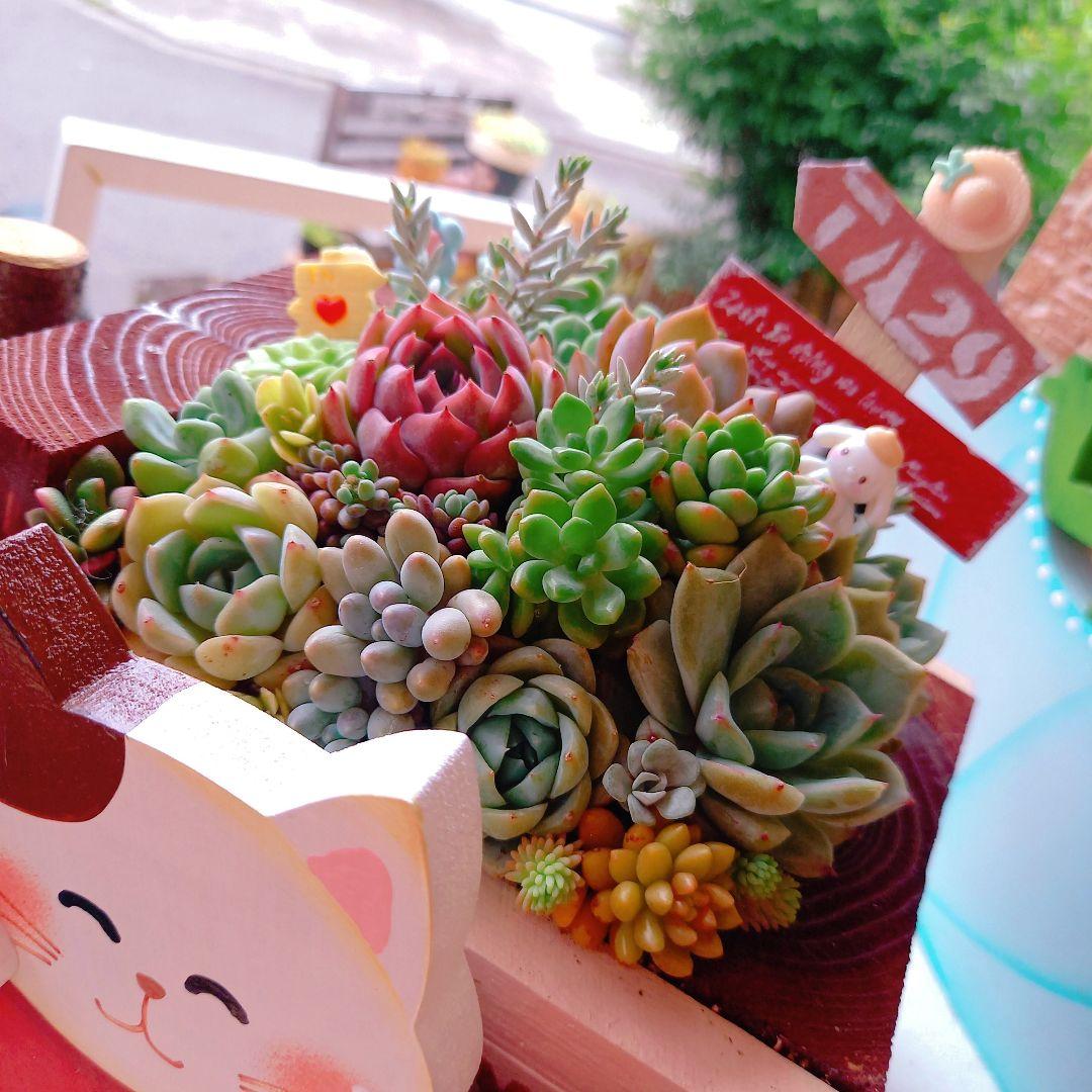 ❤️多肉植物❤️そのまま飾れる寄せ植え❤️スイカねこちゃん汽車❤️