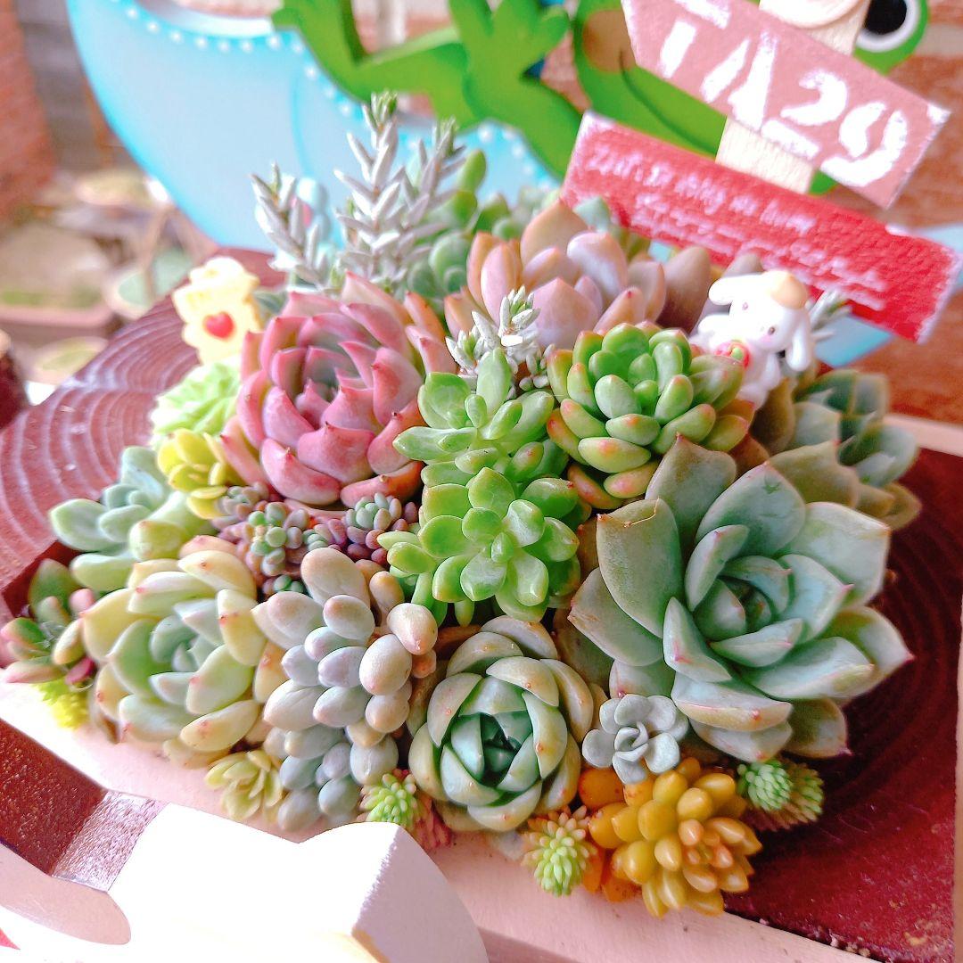 ❤️多肉植物❤️そのまま飾れる寄せ植え❤️スイカねこちゃん汽車❤️