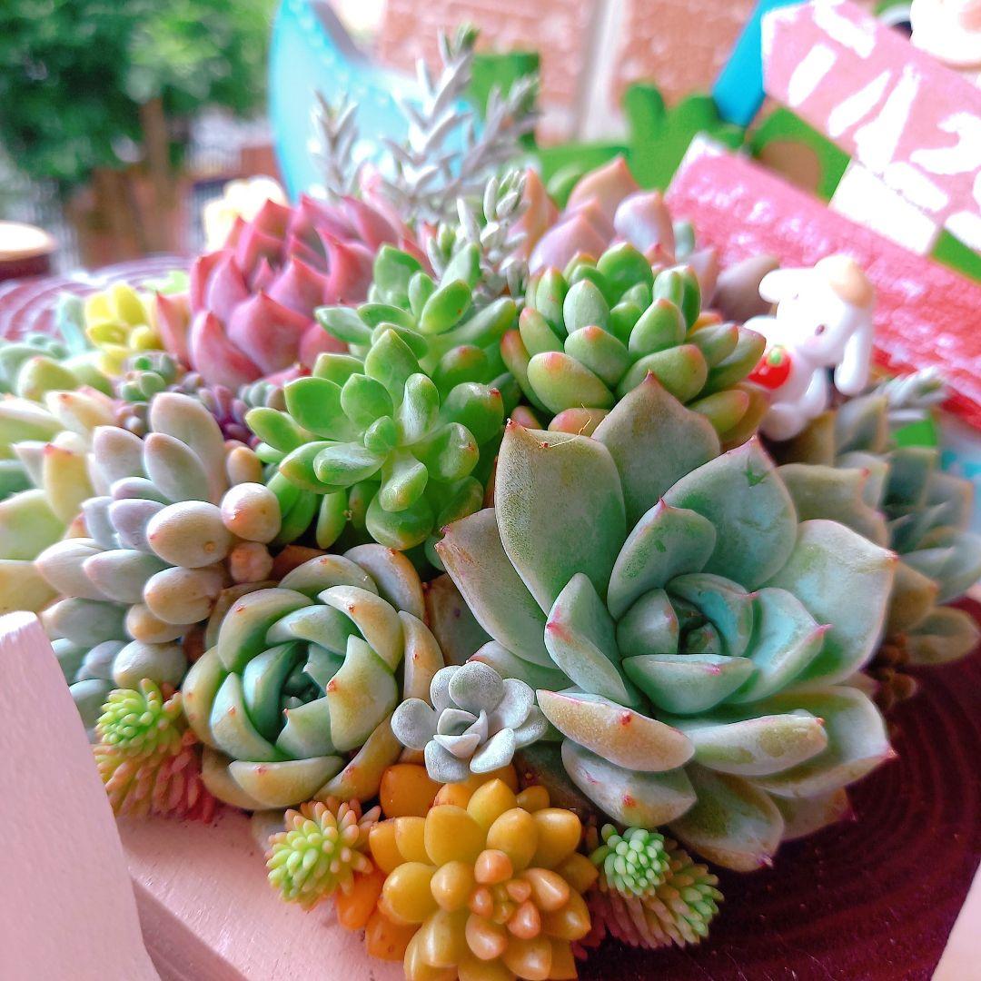 ❤️多肉植物❤️そのまま飾れる寄せ植え❤️スイカねこちゃん汽車❤️