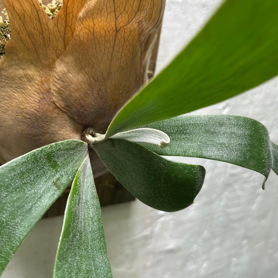 P.willinckii Sawangensis ビカクシダ目立った傷や汚れなし YUZUMIYA_COM