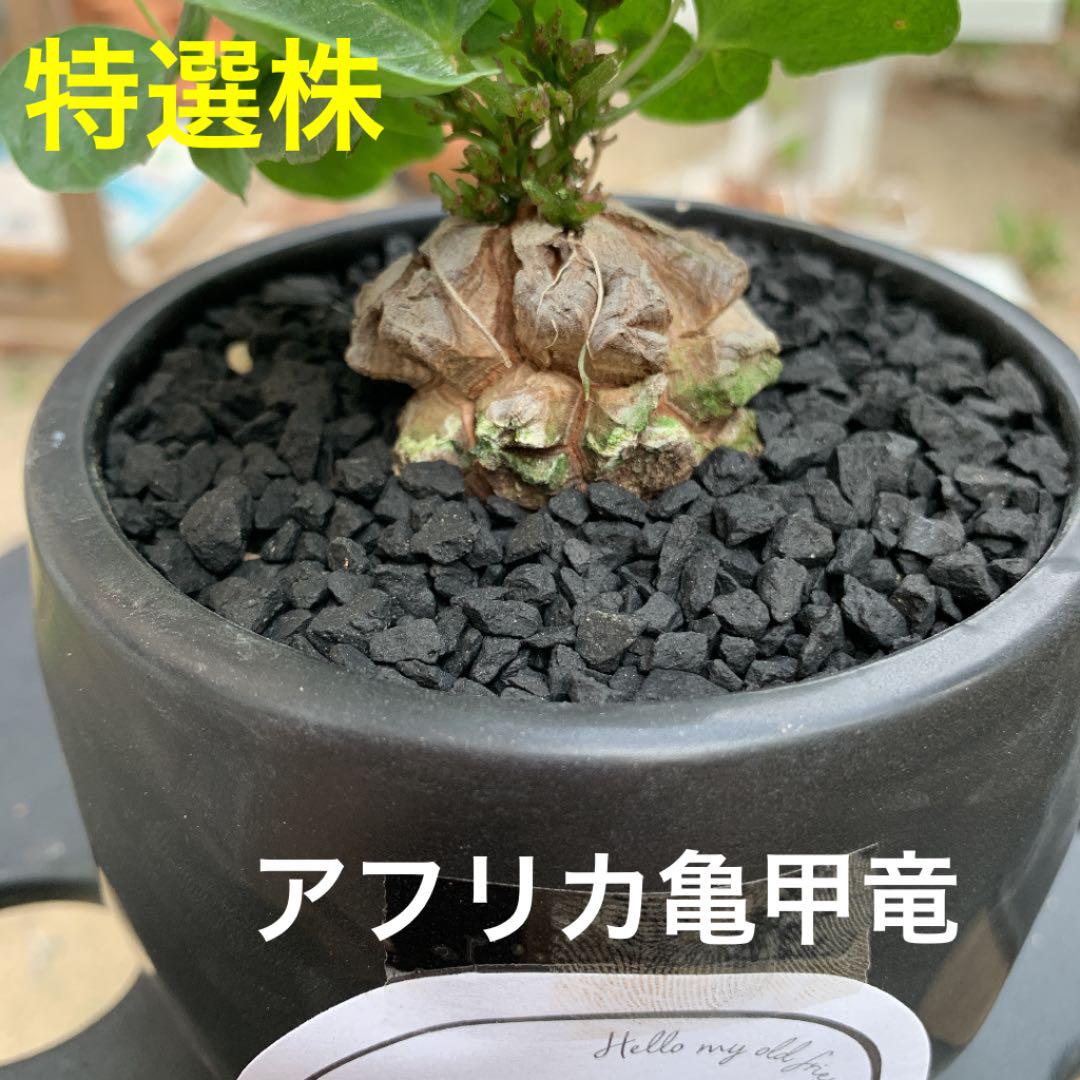 C ディオスコレア エレファンティペス 鉢ごと発送 Tw51I-m38531665312 アフリカ 亀甲竜 安い在庫