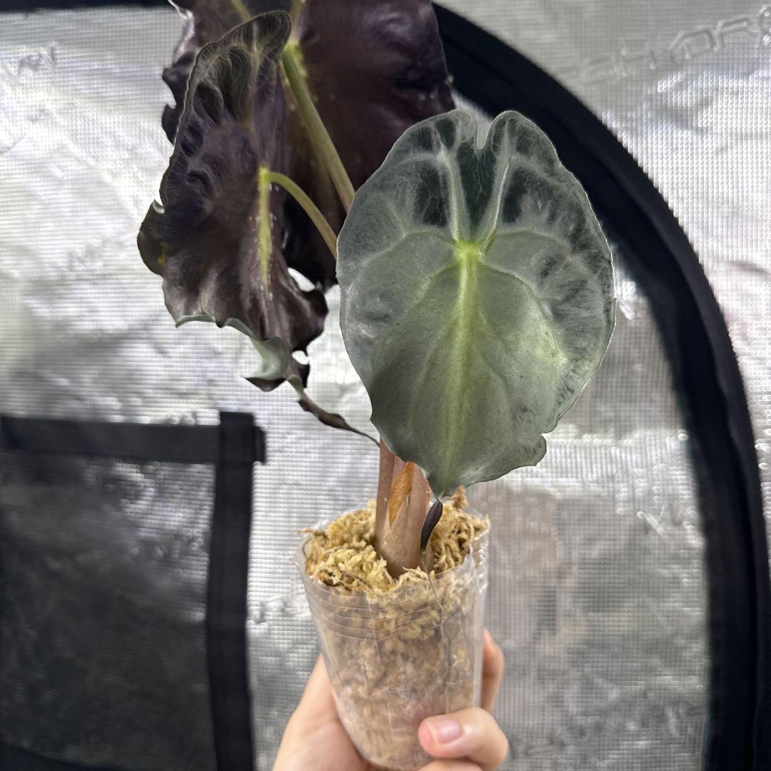 アロカシア ヴェノム Alocasia 'Venom' 管理番号13
