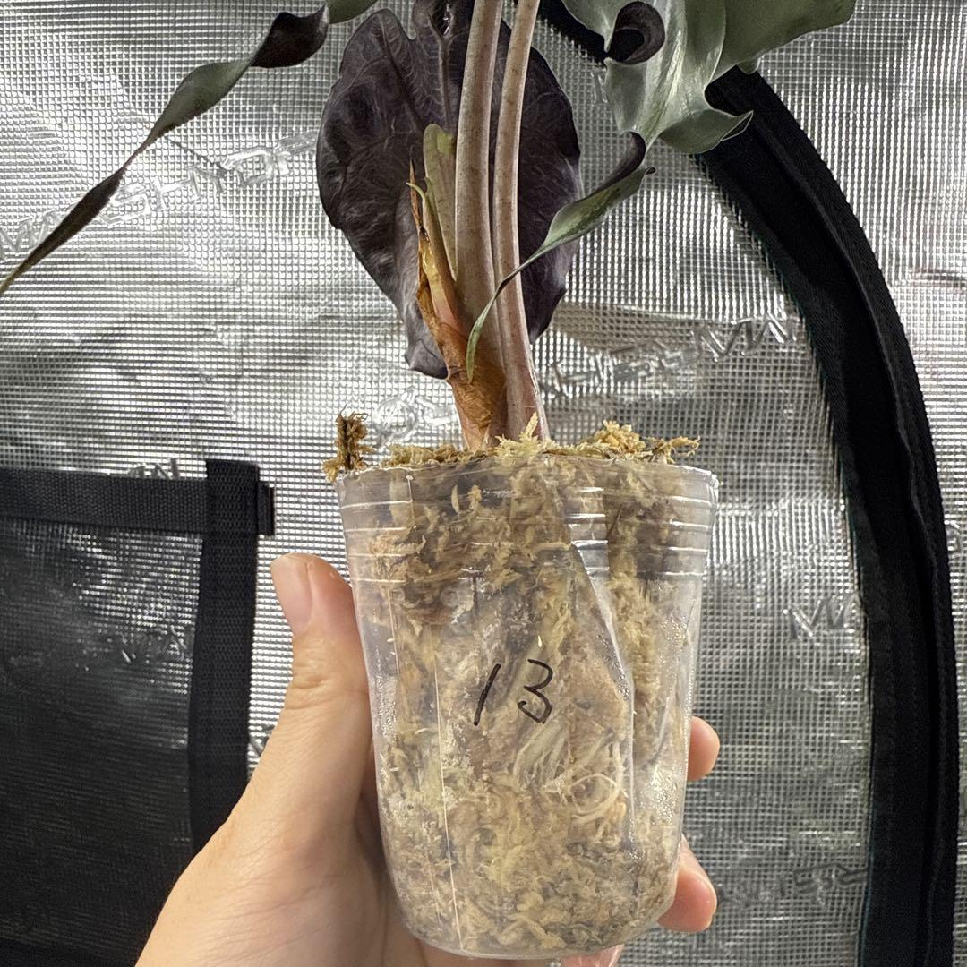 アロカシア ヴェノム Alocasia 'Venom' 管理番号13