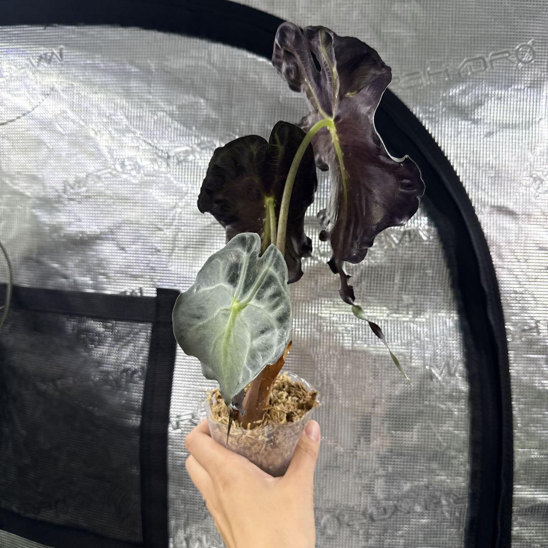 アロカシア ヴェノム Alocasia 'Venom' 管理番号13