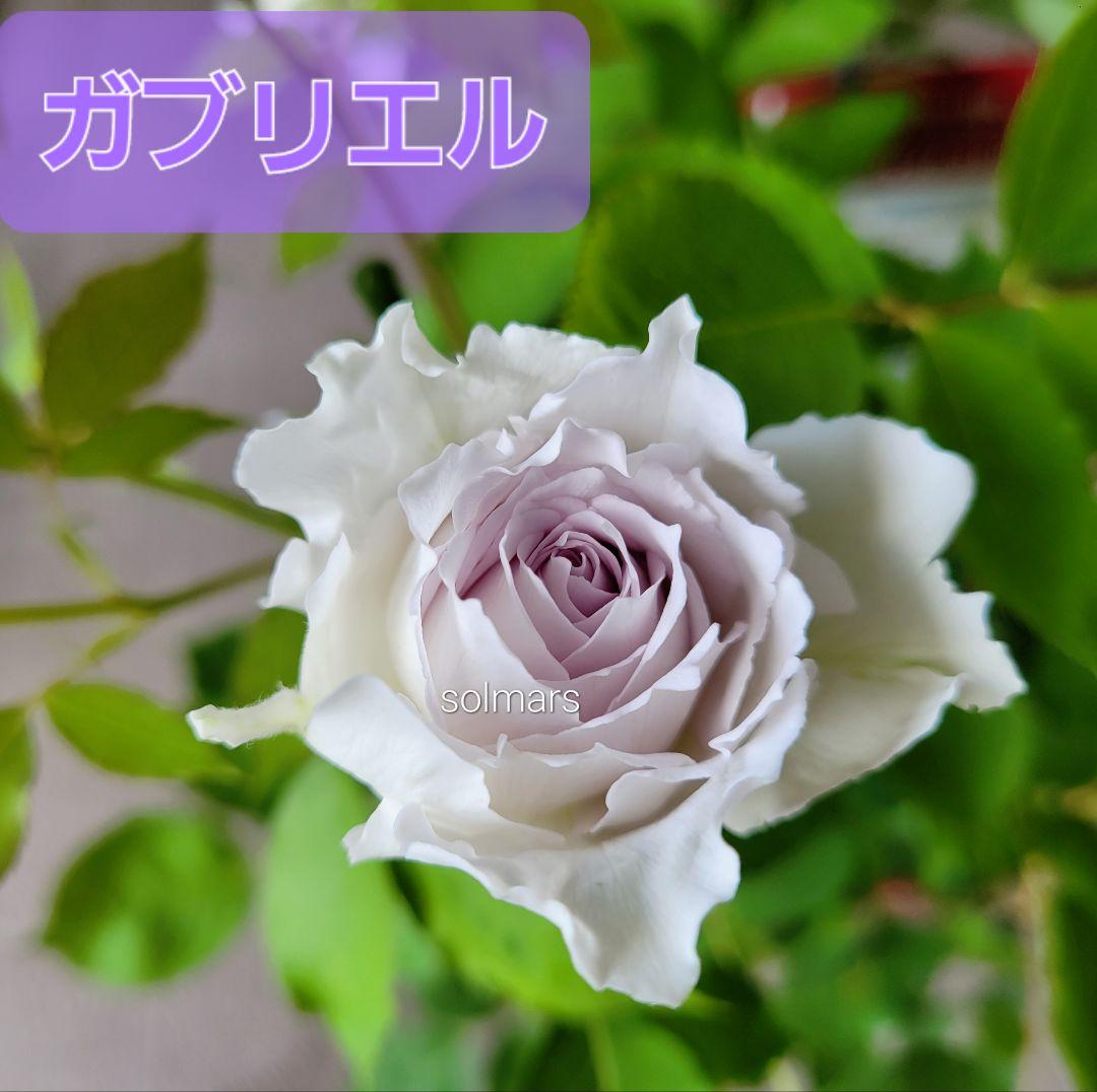 ◆匿名発送／画像現品◆　ガブリエル　薔薇　正規品　３年苗②