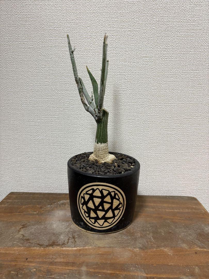 アデニア　ペチュエリー　挿し木発根済み株 9,490円