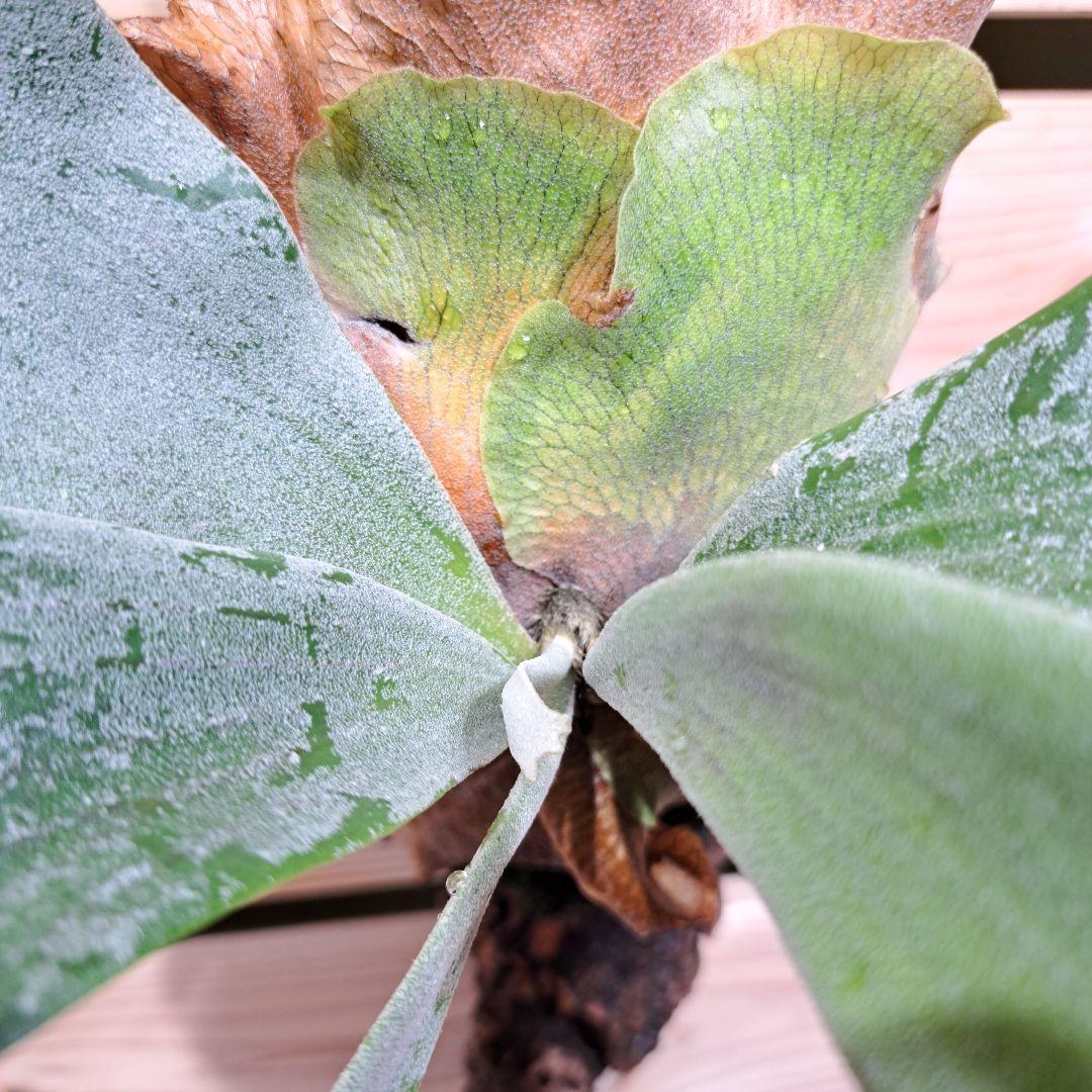 ギンカ目立った傷や汚れなし