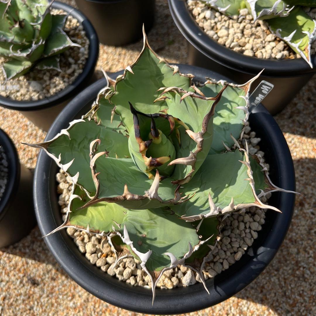 20cm目立った傷や汚れなし