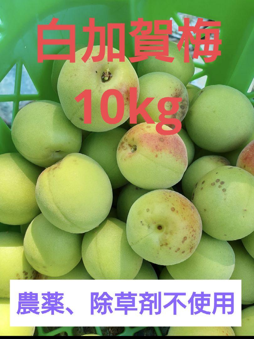 訳あり　白加賀梅　10kg 農薬、除草剤不使用 訳アリ梅】自然栽培 農薬・化学肥料不使用の梅！品種サイズ混合