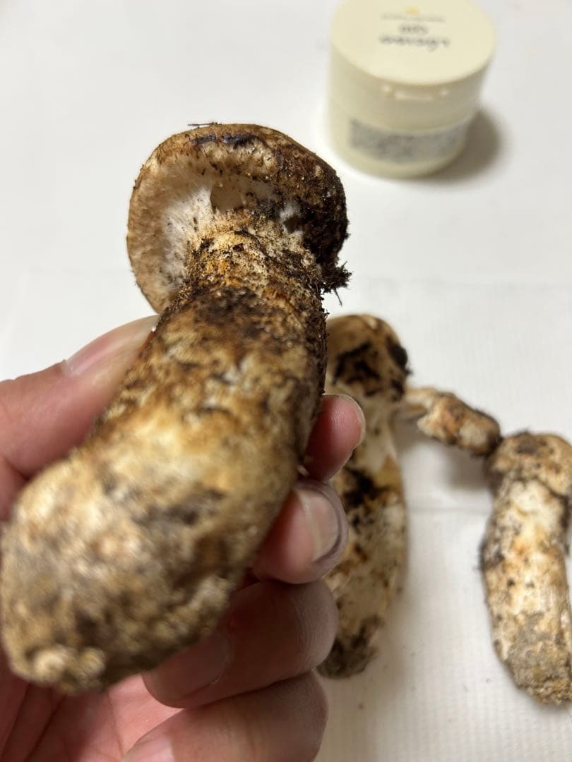 国産松茸極上134g 国産松茸極上134g