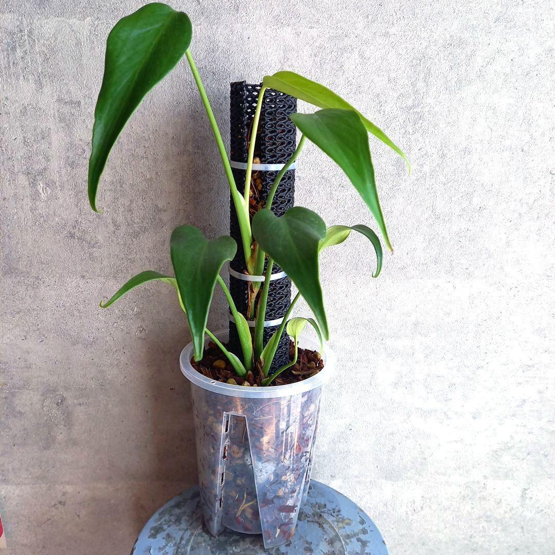 ディラセラータ