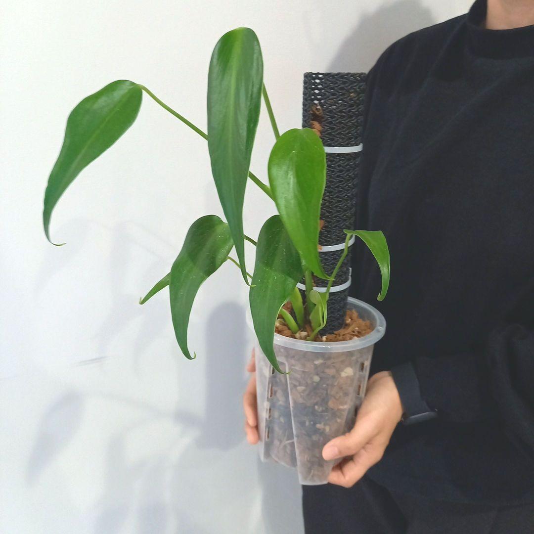 バールマルクスフレーム