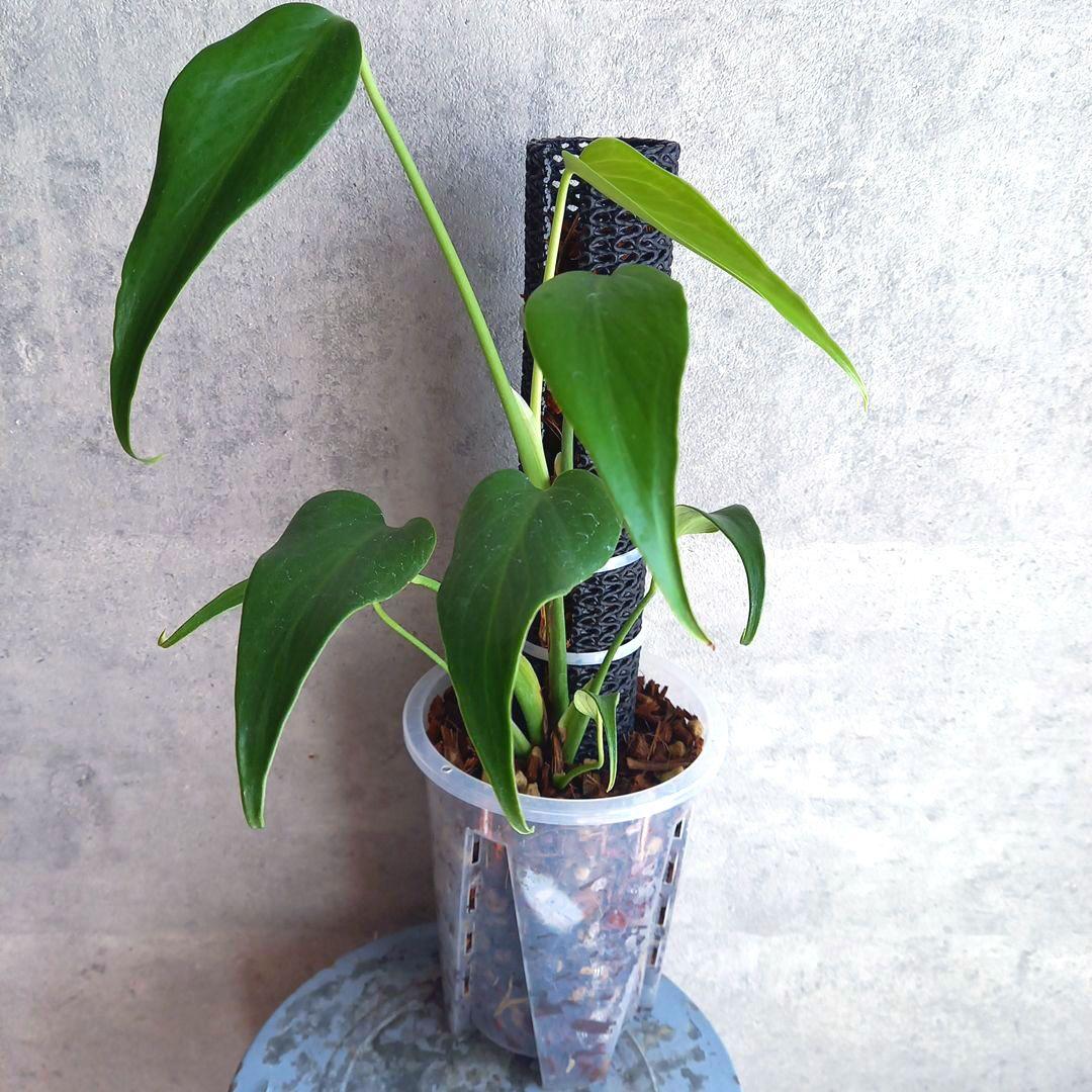 透明スリット鉢