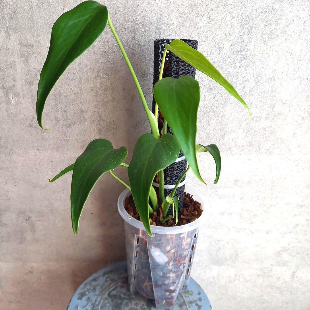 透明スリット鉢