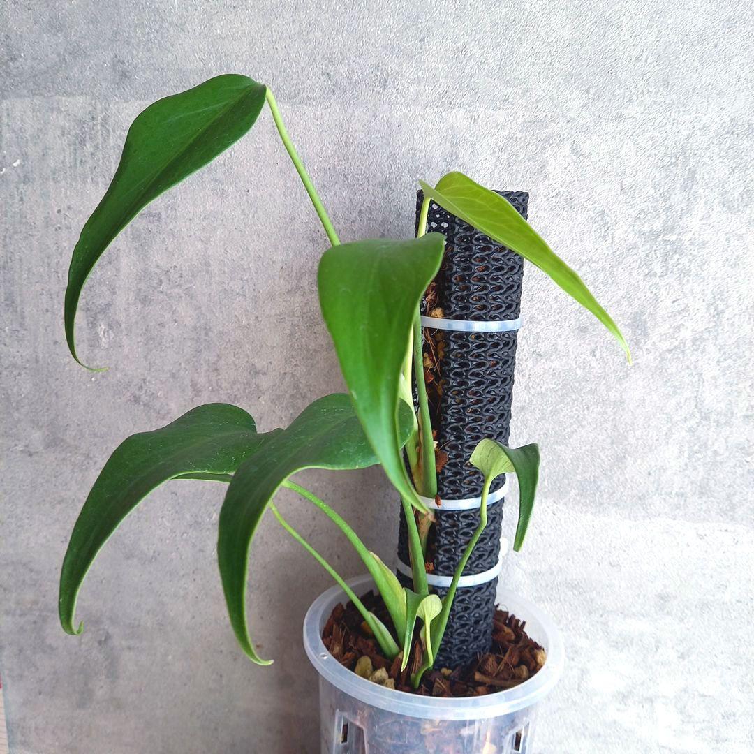 ディラセラータ コチップ